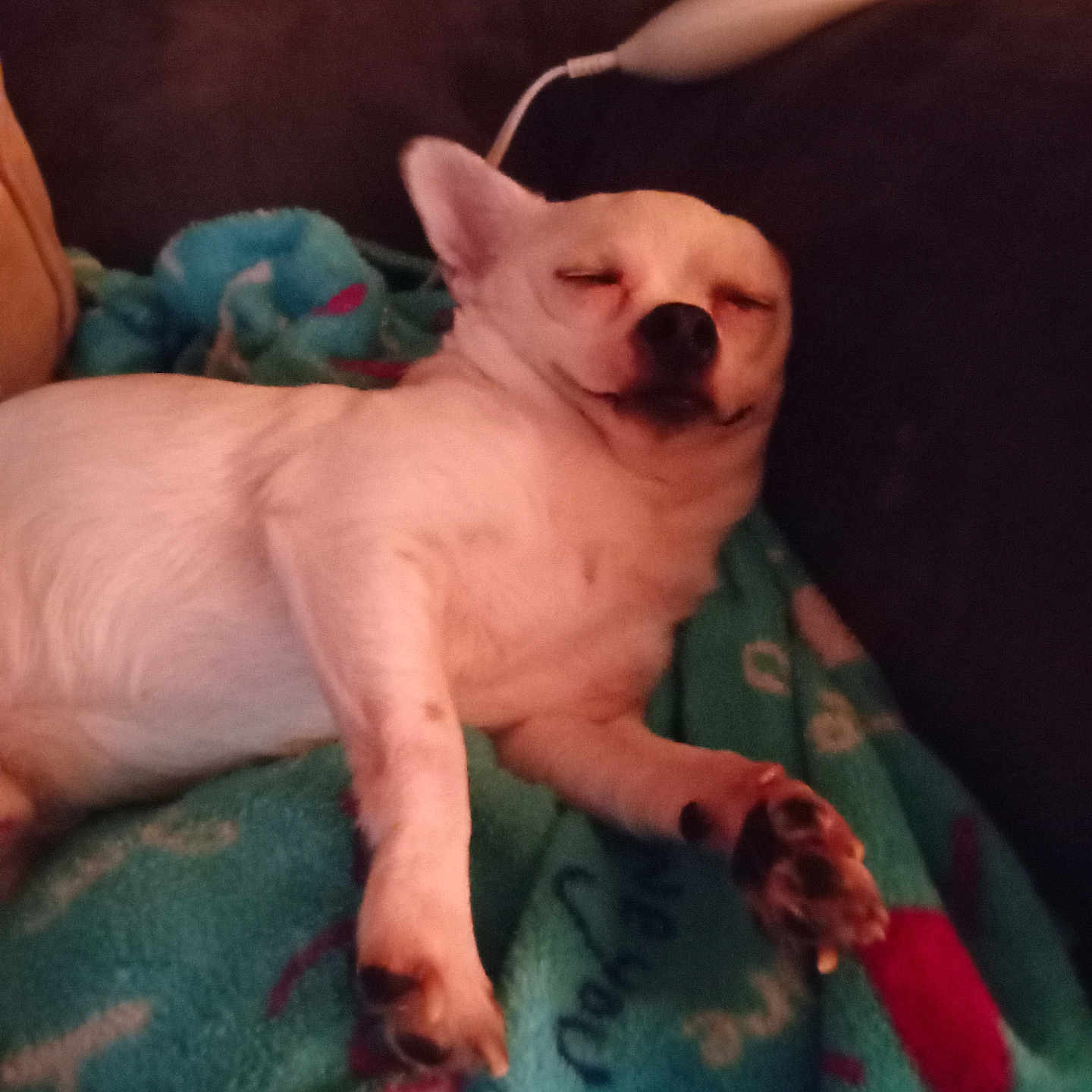 Tux Lovings is registered to the contest to win money with this photo: animal, blanket, companion, couch, cozy, cute, dog, domestic_animal, ears, fur, indoor, napping, paw, pet, relaxed, resting, sleeping, small_dog, snout, white_dog