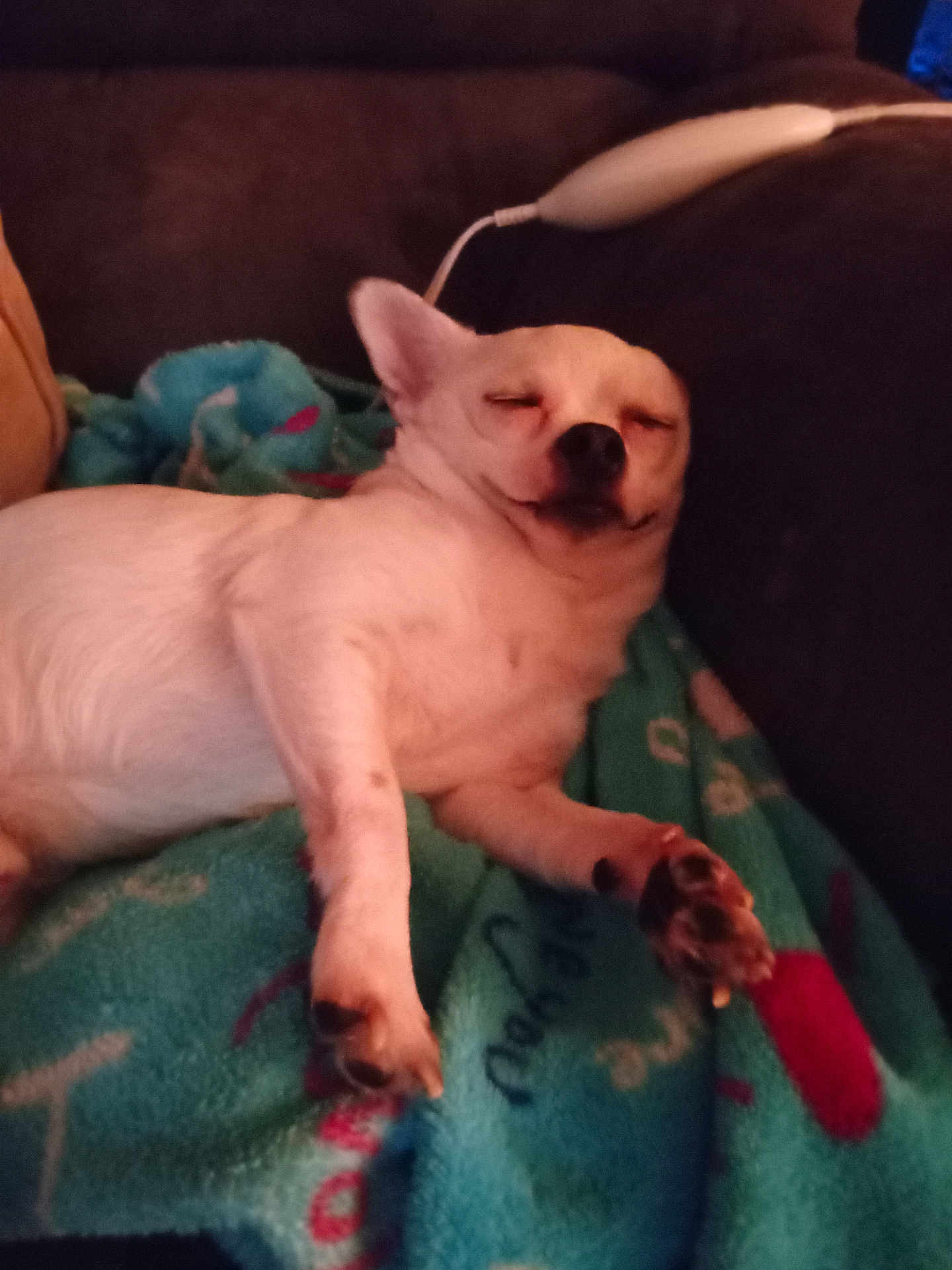 Tux Lovings is registered to the contest to win money with this photo: animal, blanket, companion, couch, cozy, cute, dog, domestic_animal, ears, fur, indoor, napping, paw, pet, relaxed, resting, sleeping, small_dog, snout, white_dog