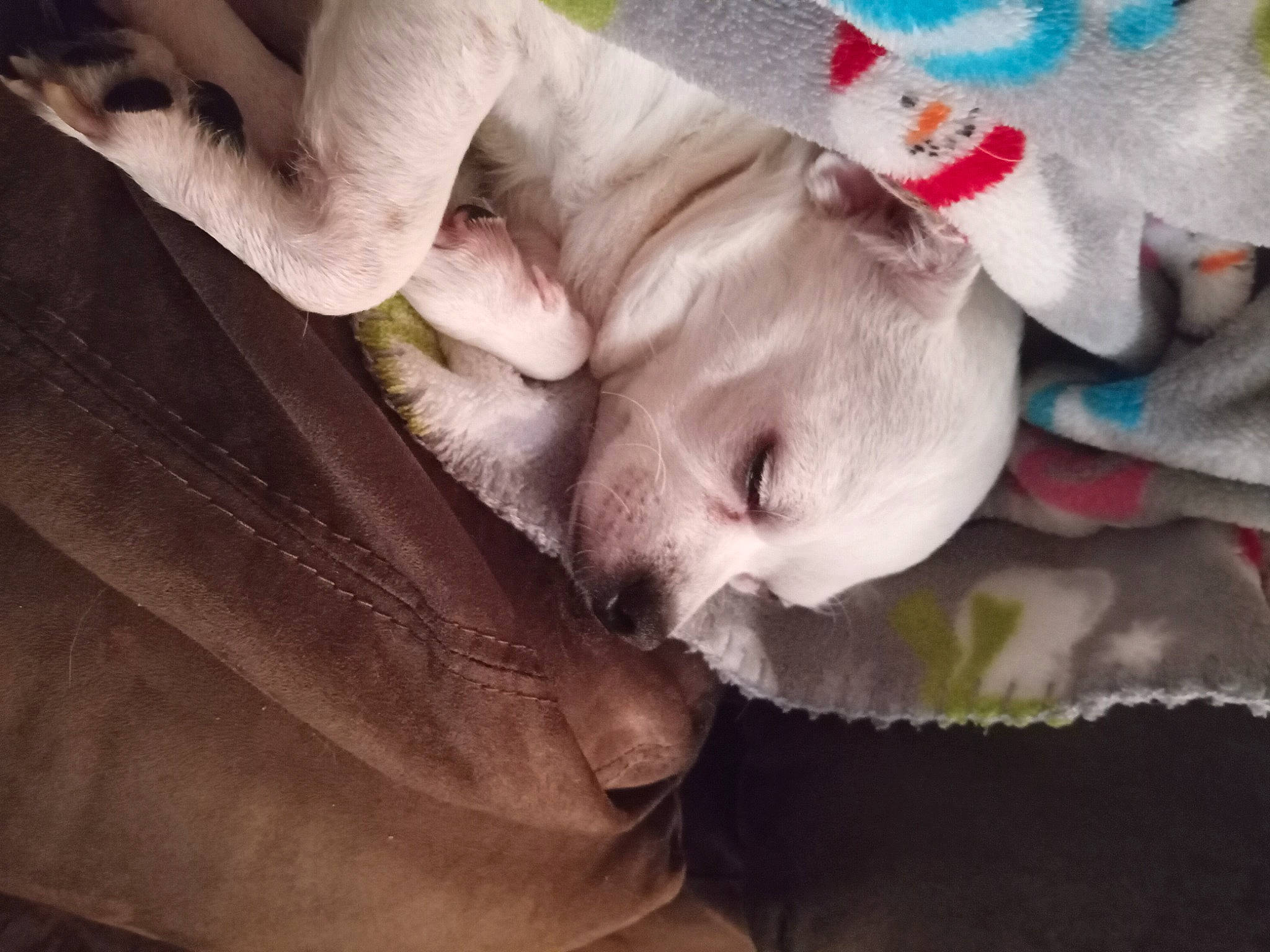 Tux Lovings is registered to the contest to win money with this photo: abdomen, baby, bed, bedtime, chest, comfort, ear, eye, eyelash, finger, flash_photography, fur, gesture, happy, linens, nail, nap, sleep, toddler, wrinkle