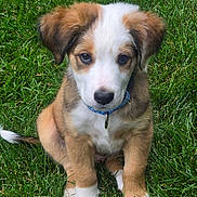Milo joined the competition — help win amazing prizes! adorable, animal, brown, canine, collar, cute, dog, ears, friendly, fur, grass, nature, outdoor, pet, portrait, puppy, sitting, tail, white, young