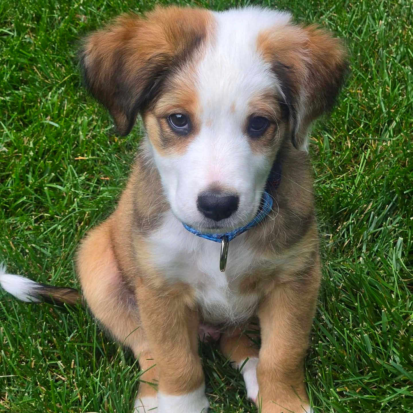 Milo