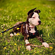 Aïka participe au concours pour gagner de l'argent avec cette photo : dog, animal, outdoor, grass, dandelion, leash, harness, pink_collar, field, nature, pet, canine, lying_down, spring, sunlight, greenery, flora, muzzle, ears, paw