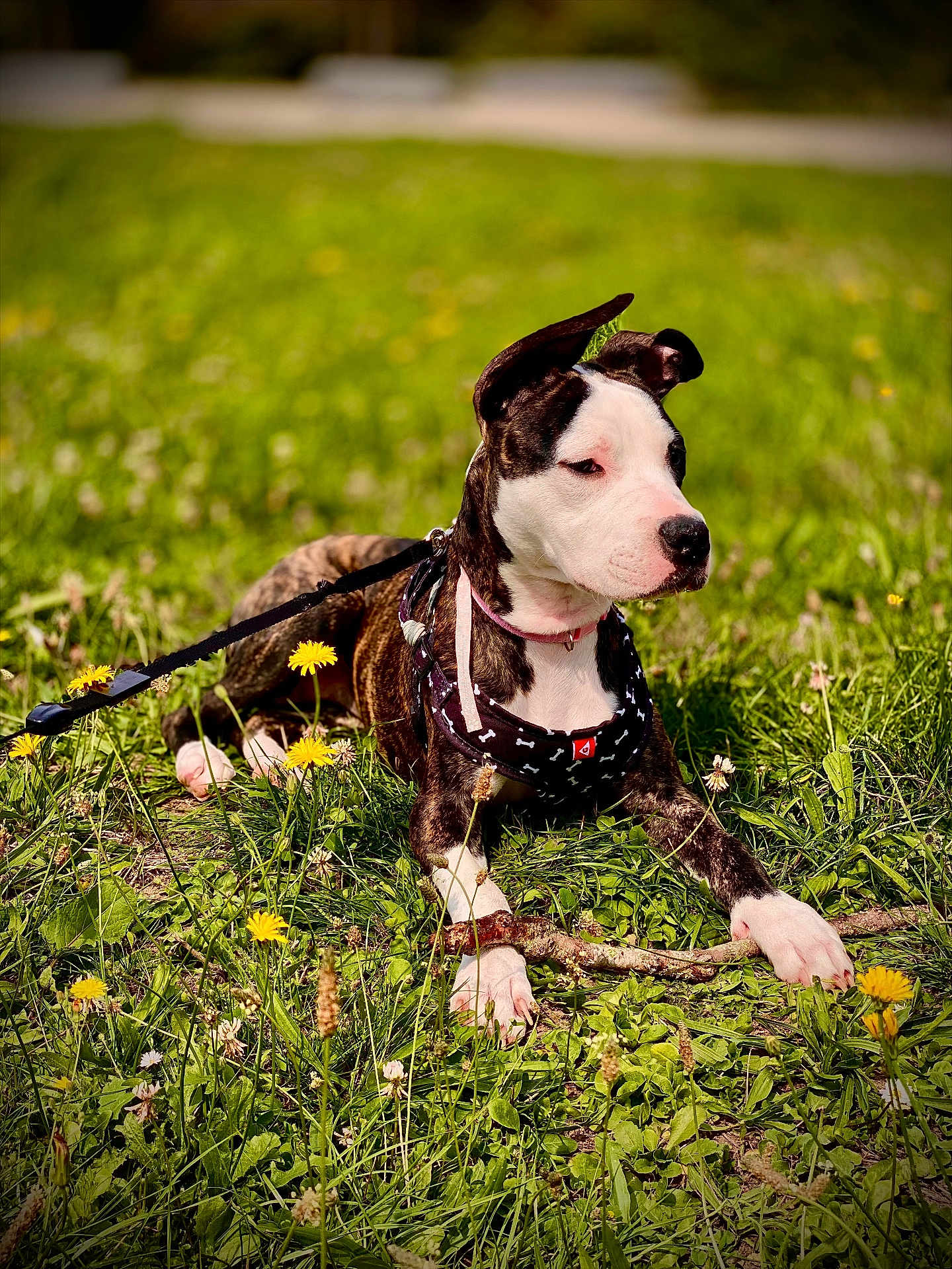 Aïka participe au concours pour gagner de l'argent avec cette photo : dog, animal, outdoor, grass, dandelion, leash, harness, pink_collar, field, nature, pet, canine, lying_down, spring, sunlight, greenery, flora, muzzle, ears, paw
