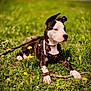 dog, animal, outdoor, grass, dandelion, leash, harness, pink_collar, field, nature, pet, canine, lying_down, spring, sunlight, greenery, flora, muzzle, ears, paw