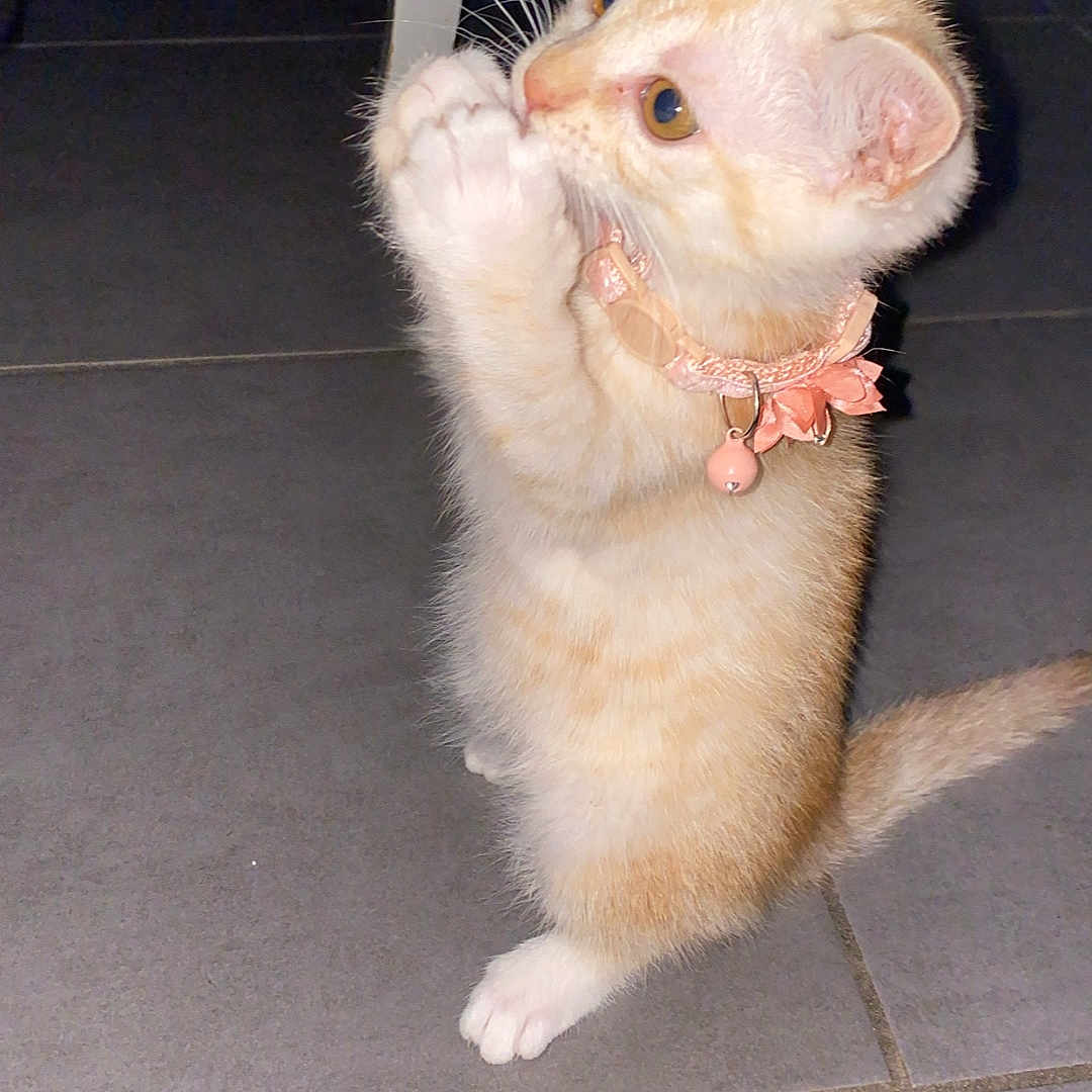 Abby a rejoint le concours — aidez-le/la à gagner de superbes lots ! animal, bell, cat, collar, curious, cute, domestic_cat, flower, fur, indoor, kitten, orange_cat, pet, playful, small, standing, tile_floor, whiskers, white_paws, young