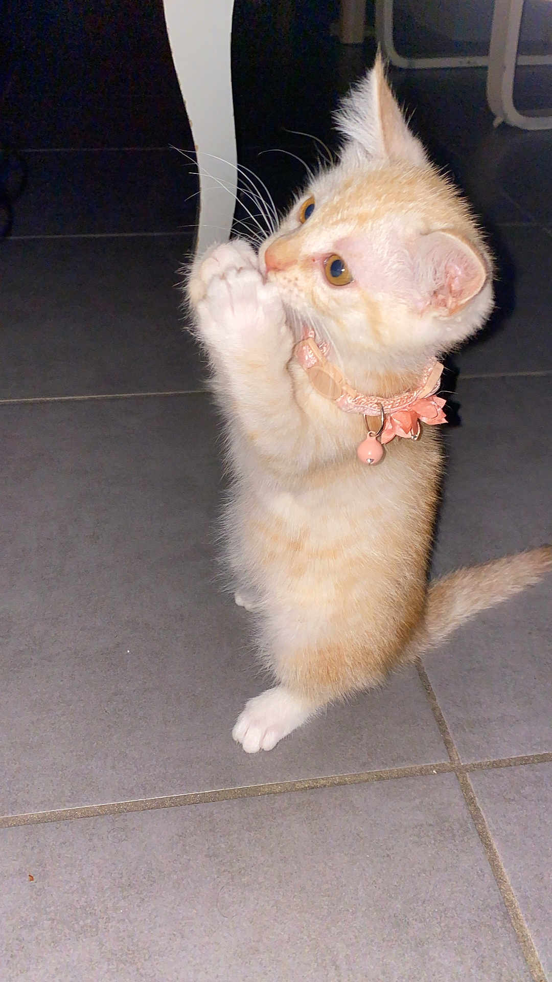 Abby
