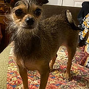 Pippa joined the competition — help win amazing prizes! alert, animal, blanket, colorful, cute, dog, door, ears, eyes, floor, fur, furniture, home, indoor, pet, quilt, scruffy, small_dog, standing, tail