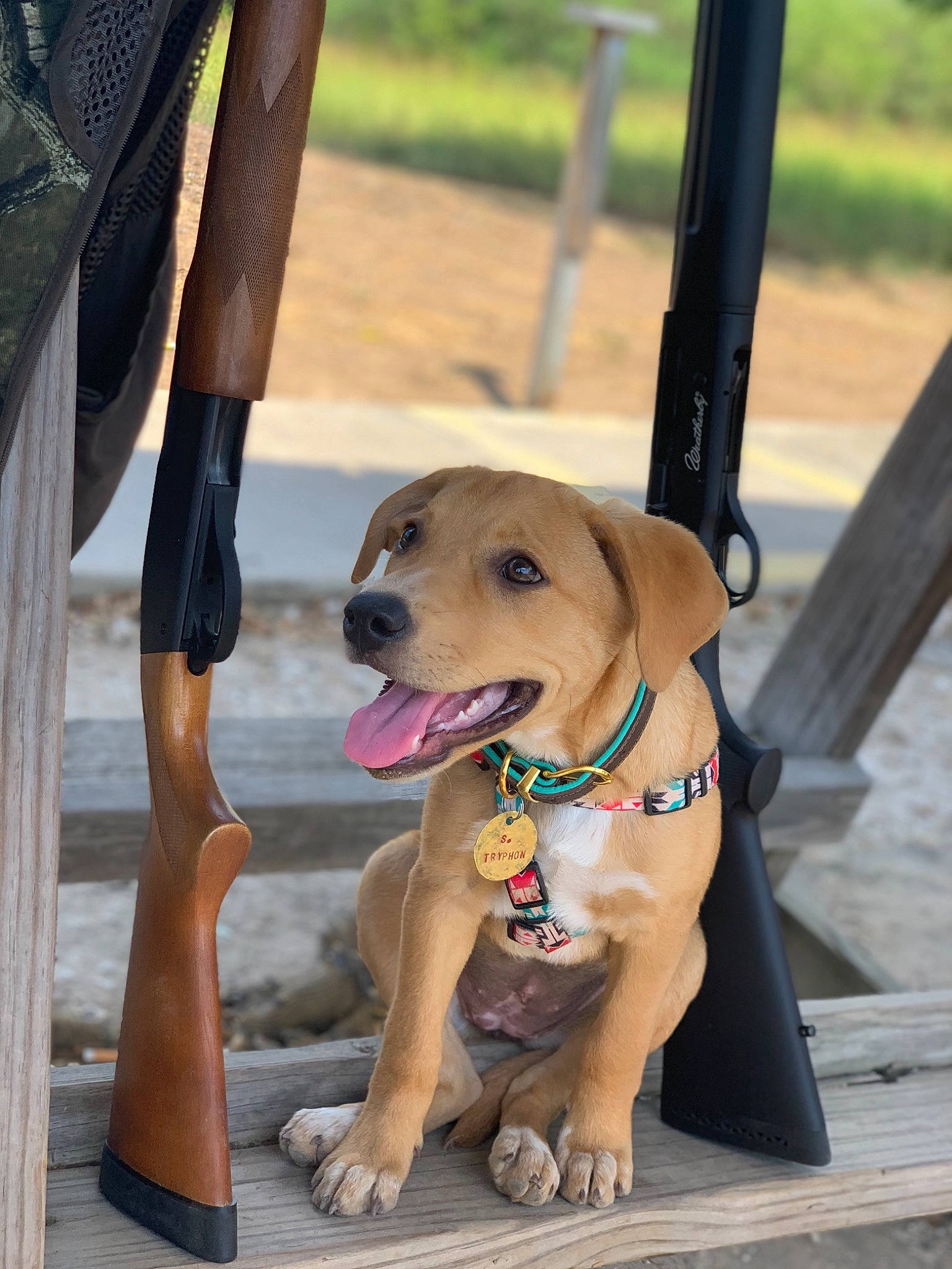 Fawn joined the competition — help win amazing prizes! broholmer, canidae, carnivore, collar, companion_dog, dog, dog_breed, fawn, labrador_retriever, leash, mammal, retriever, rhodesian_ridgeback, snout, sporting_group, vacation