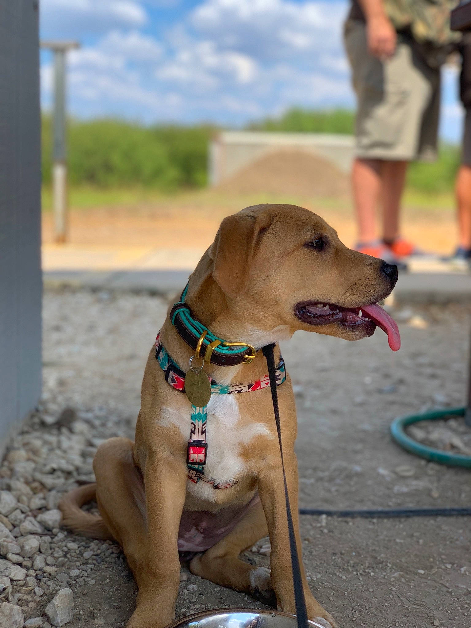 Fawn joined the competition — help win amazing prizes! canidae, carnivore, collar, dog, dog_breed, dog_collar, fawn, hunting_dog, leash, mammal, potcake_dog, snout, sporting_group, vertebrate, vizsla