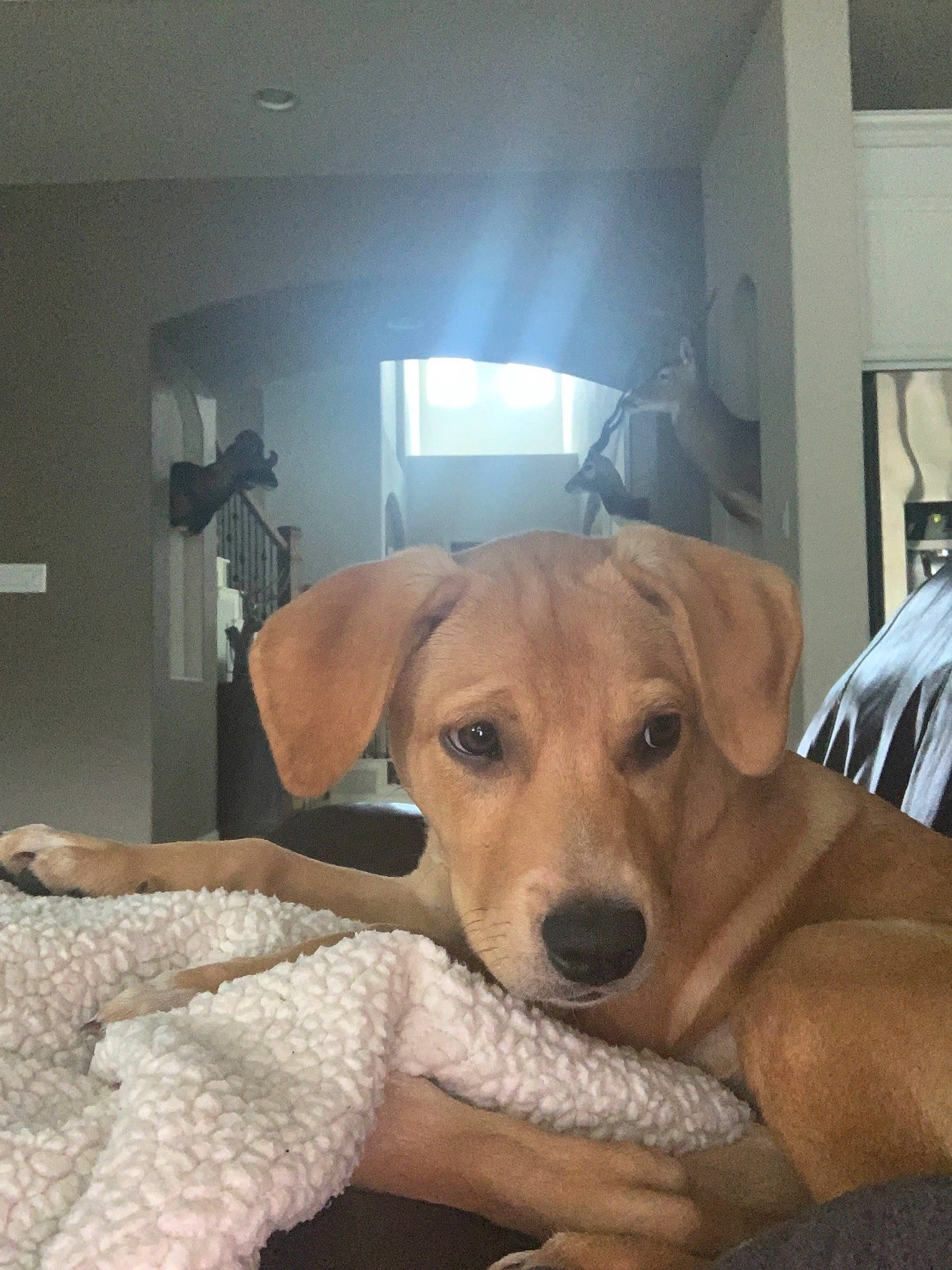 Fawn joined the competition — help win amazing prizes! beagador, broholmer, canidae, carnivore, companion_dog, dog, dog_breed, fawn, house, labrador_retriever, mammal, nose, potcake_dog, puppy, rare_breed_dog, retriever, rhodesian_ridgeback, snout, sporting_group, vertebrate