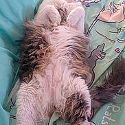 Ralphus joined the competition — help win amazing prizes! animal, bed, bedding, cat, comfort, cozy, cute, dog_pattern, fluffy, fur, illustration, indoor, paws, pet, relaxed, resting, sleeping, soft, tail, whiskers