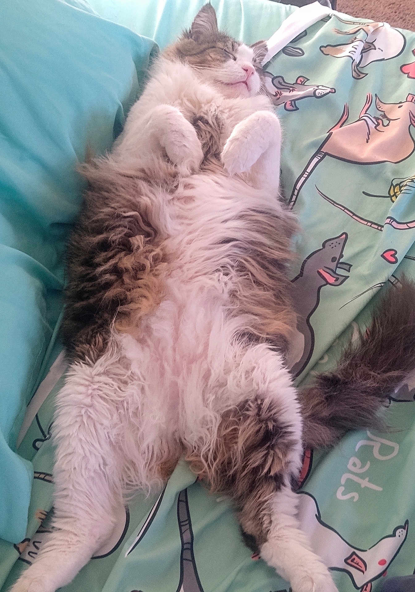 Ralphus joined the competition — help win amazing prizes! animal, bed, bedding, cat, comfort, cozy, cute, dog_pattern, fluffy, fur, illustration, indoor, paws, pet, relaxed, resting, sleeping, soft, tail, whiskers