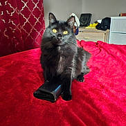 Bella is registered to the contest to win money with this photo: accessories, animal, bed, bedroom, blackcat, blanket, cat, computer, couch, electronics, fashion, furniture, indoors, laptop, manx, pc, pet, room, velvet, wallet