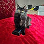 accessories, animal, bed, bedroom, blackcat, blanket, cat, computer, couch, electronics, fashion, furniture, indoors, laptop, manx, pc, pet, room, velvet, wallet