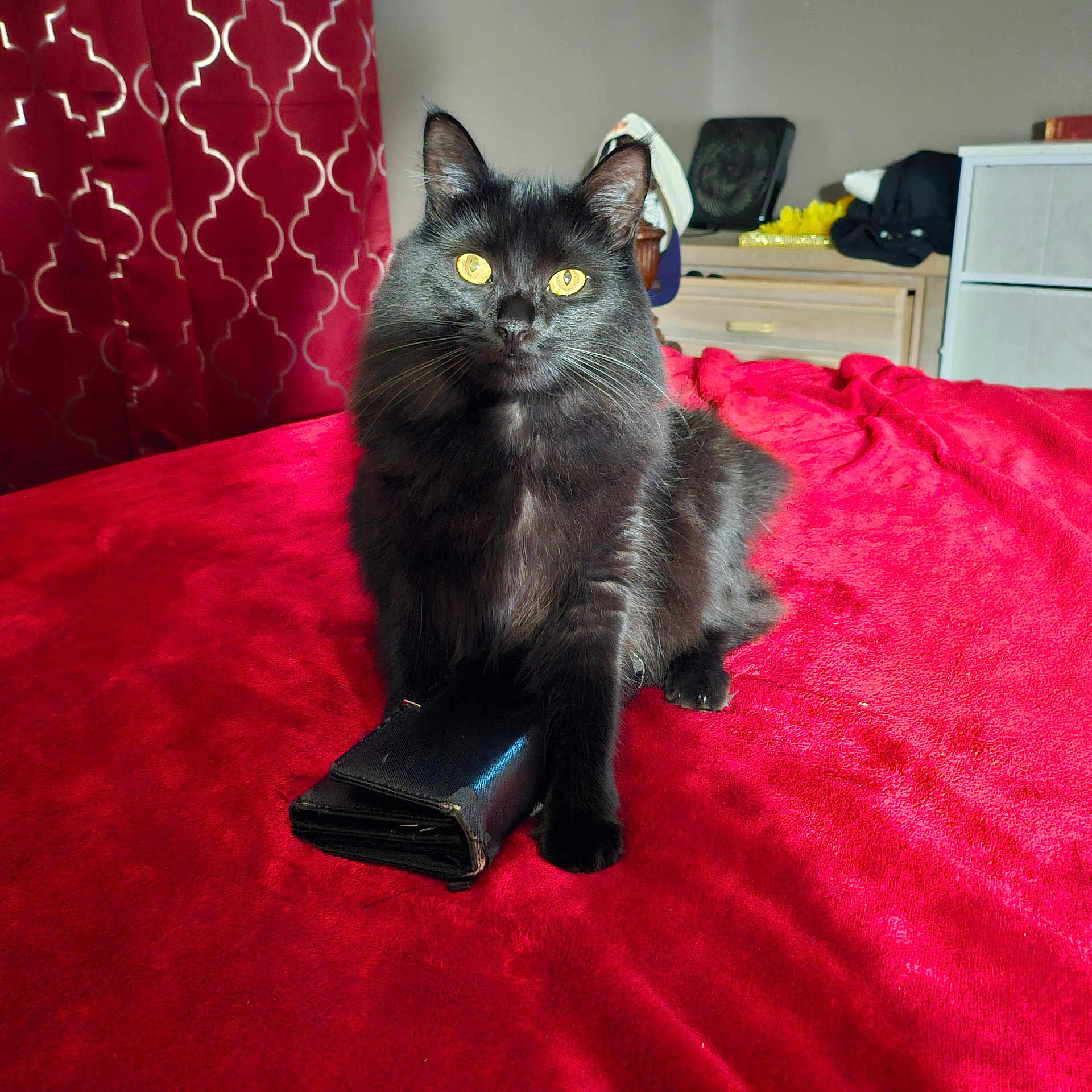 Bella