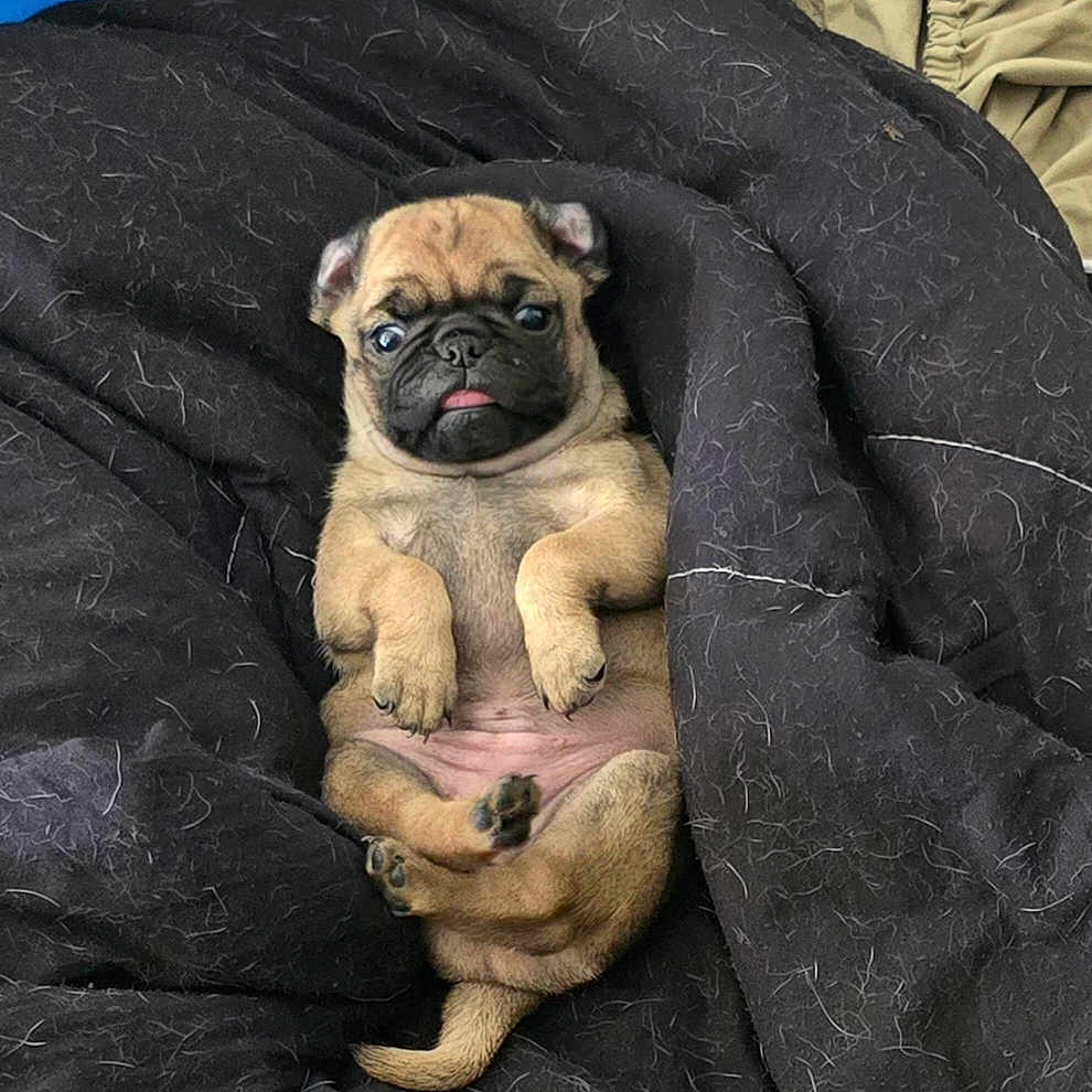 Bella is registered to the contest to win money with this photo: animal, bed, blanket, bulldog, canine, cat, dog, face, frenchbulldog, furniture, head, kitten, person, pet, pitbull, pug, puppy, quilt, sleeping