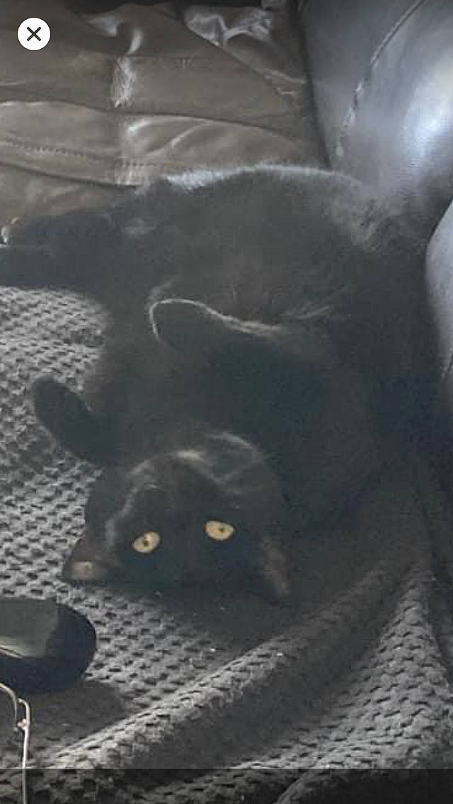 Misty joined the competition — help win amazing prizes! black_cat, canidae, carnivore, cat, comfort, darkness, dog_breed, domestic_short_haired_cat, felidae, flooring, fur, grey, paw, road_surface, small_to_medium_sized_cats, tail, terrestrial_animal, whiskers