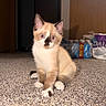 Mochi joined the competition — help win amazing prizes! kitten, cat, indoor, carpet, pet, animal, cute, young, feline, sitting, looking, blue_eyes, whiskers, ears, paws, fur, household, background, floor, curious