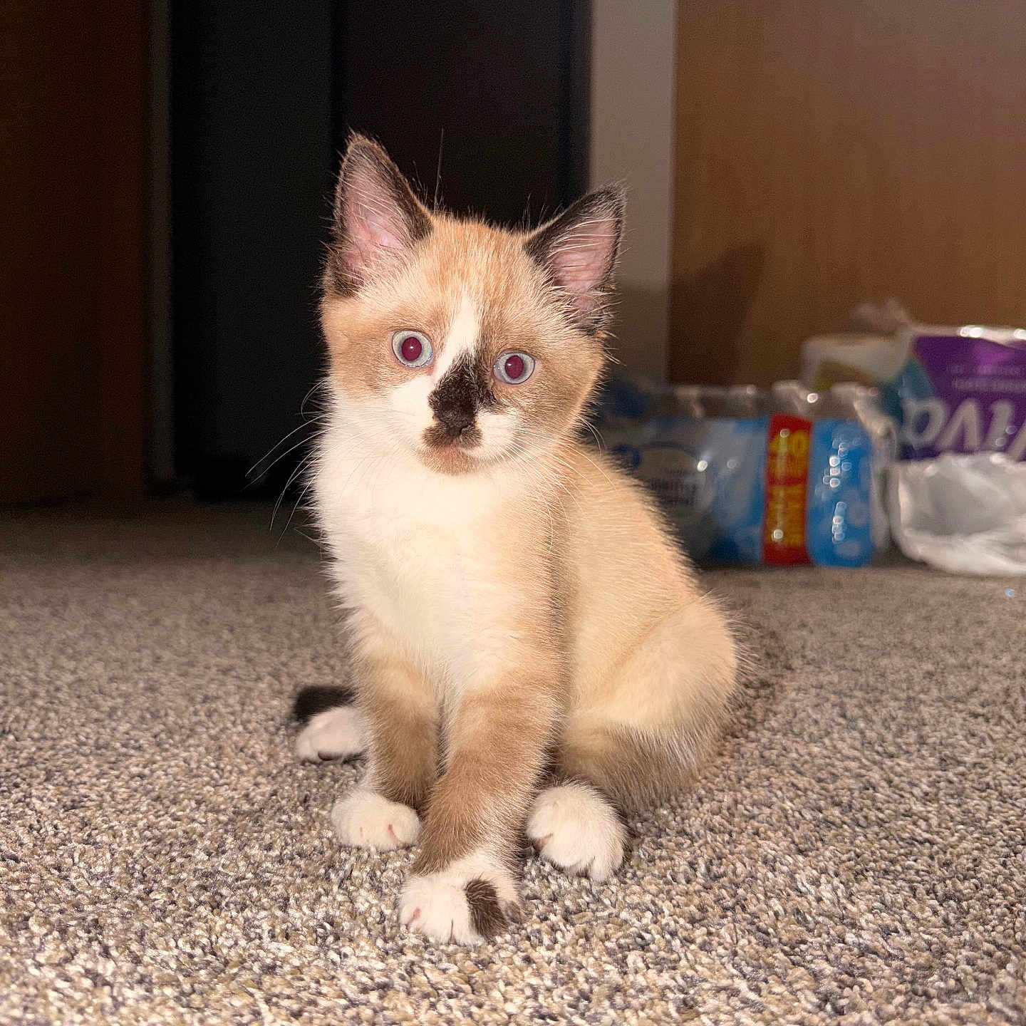 Mochi joined the competition — help win amazing prizes! kitten, cat, indoor, carpet, pet, animal, cute, young, feline, sitting, looking, blue_eyes, whiskers, ears, paws, fur, household, background, floor, curious