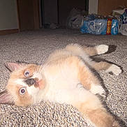 Mochi is registered to the contest to win money with this photo: kitten, cat, carpet, indoor, pet, blue_eyes, lying_down, curious, fur, young_animal, domestic, home, floor, whiskers, playful, cute, animal, mammal, relaxed, feline