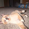kitten, cat, carpet, indoor, pet, blue_eyes, lying_down, curious, fur, young_animal, domestic, home, floor, whiskers, playful, cute, animal, mammal, relaxed, feline