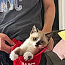 Mochi joined the competition — help win amazing prizes! kitten, cat, pet, red_pouch, person, hand, blue_eyes, indoor, tshirt, faded_text, nyc, casual_clothing, couch, pillow, black_pants, curious, cute, holding, animal, domestic
