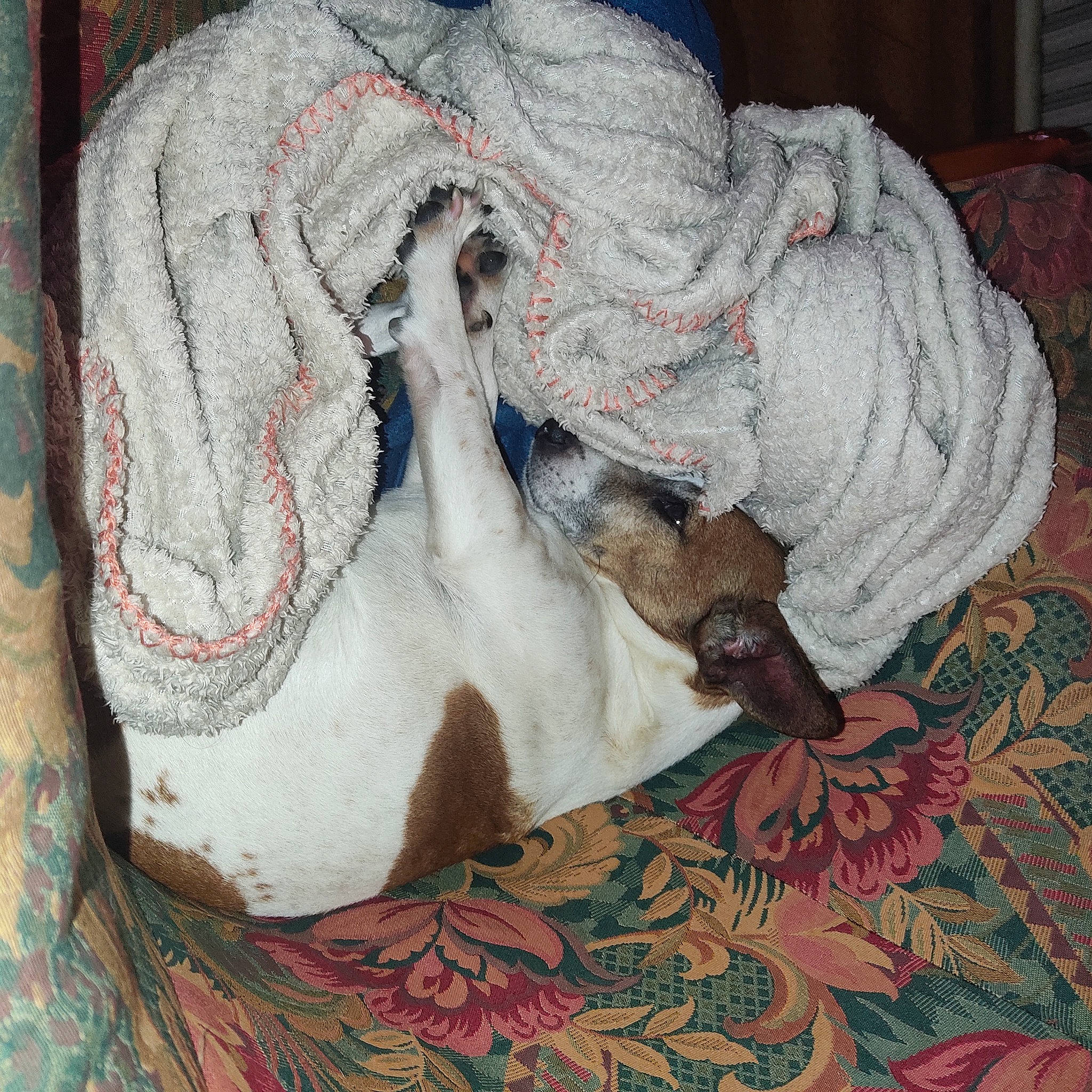 Laicko a rejoint le concours — aidez-le/la à gagner de superbes lots ! art, carnivore, comfort, companion_dog, dog, dog_breed, felidae, fur, grey, linens, painting, pattern, small_to_medium_sized_cats, tail, textile, thread, visual_arts, whiskers, wool, woolen