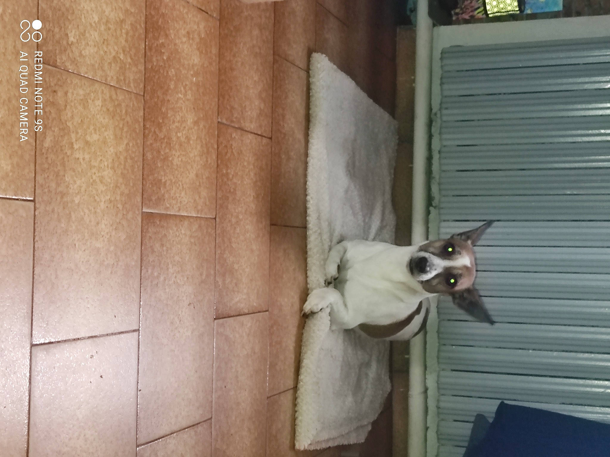 Laicko a rejoint le concours — aidez-le/la à gagner de superbes lots ! cat, door, door_handle, felidae, home_door, metal, small_to_medium_sized_cats, square, wall, window, wood