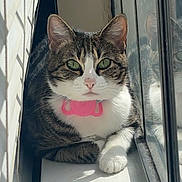Daisy is registered to the contest to win money with this photo: cat, tabby, green_eyes, collar, pink_collar, reflection, window, windowsill, sunlight, shadow, relaxed, pet, feline, indoor, close_up, whiskers, paw, fur, animal, domestic_cat