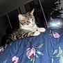 Daisy joined the competition — help win amazing prizes! cat, tabby_cat, indoor, blanket, floral_pattern, paws, curious, feline, pet, bedroom, mirror, reflection, flash, striped, white_paws, cozy, resting, animal, domestic_cat, looking