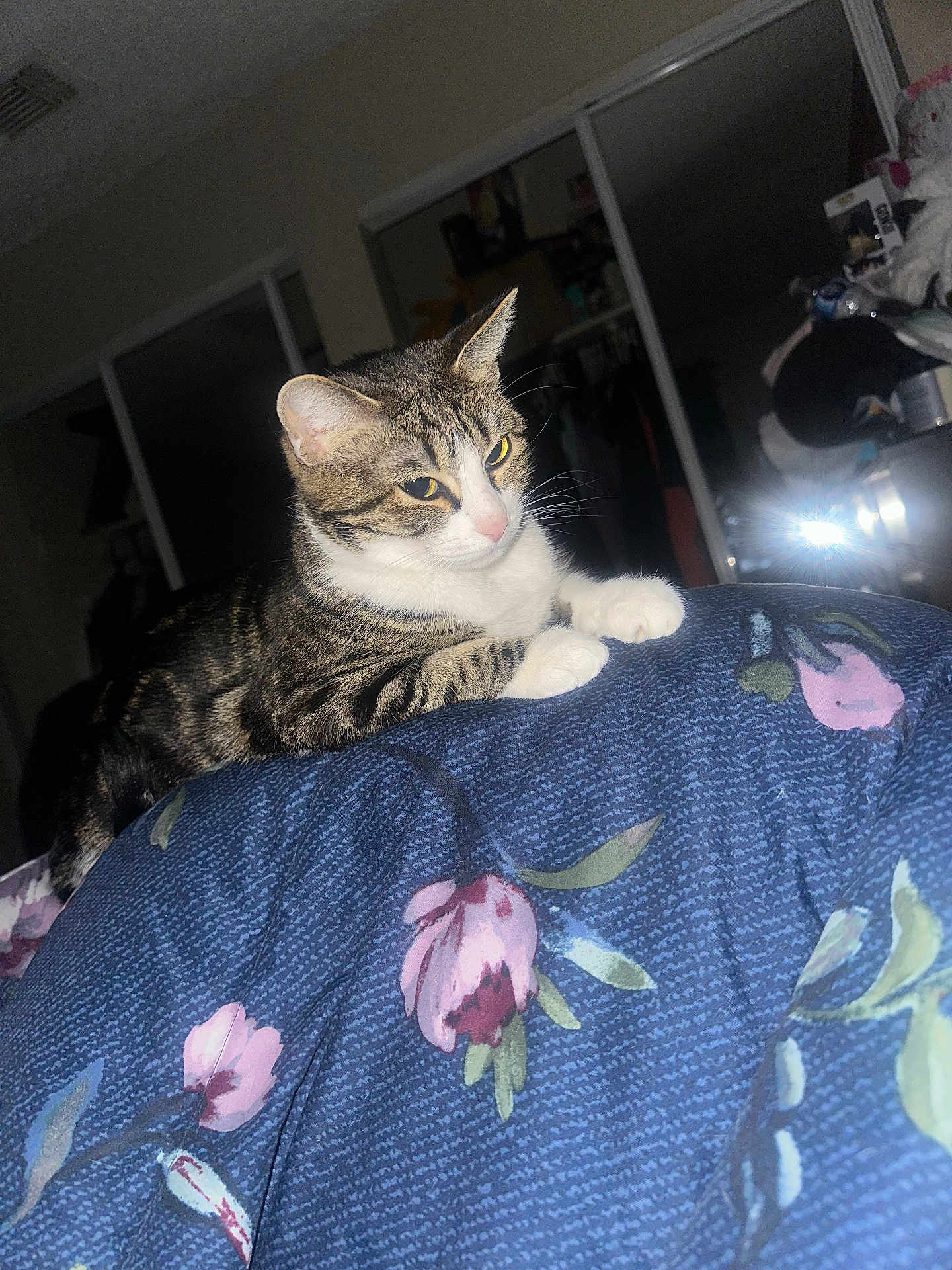 Daisy joined the competition — help win amazing prizes! cat, tabby_cat, indoor, blanket, floral_pattern, paws, curious, feline, pet, bedroom, mirror, reflection, flash, striped, white_paws, cozy, resting, animal, domestic_cat, looking