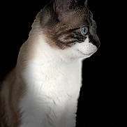 Joy participe au concours pour gagner de l'argent avec cette photo : abyssinian, angora, animal, cat, kitten, manx, pet, siamese
