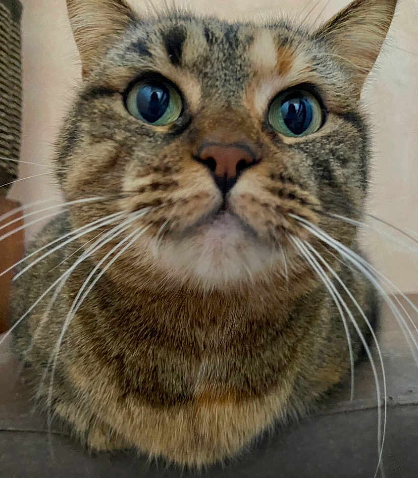 Candy a rejoint le concours — aidez-le/la à gagner de superbes lots ! cat, tabby_cat, close_up, whiskers, green_eyes, pet, animal, indoor, fur, face, curious, looking, mammal, cute, feline, portrait, domestic_animal, nose, ears, closeup