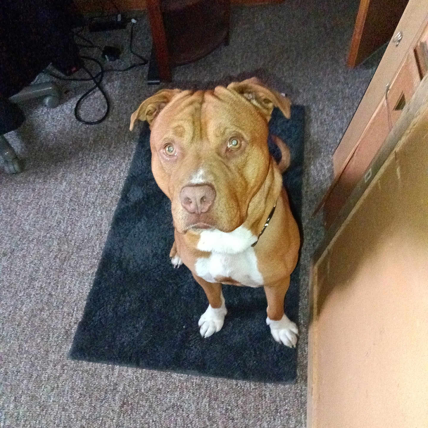 Leo is registered to the contest to win money with this photo: animal, brown, canine, carpet, companion, cords, desk, dog, ears, expression, floor, furniture, indoor, looking_up, nose, paws, pet, rug, waiting, white