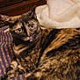 cat, tortoiseshell, pet, animal, feline, fur, eyes, whiskers, indoor, blanket, resting, curious, closeup, patterned, striped, cozy, mammal, cute, domestic, relaxed