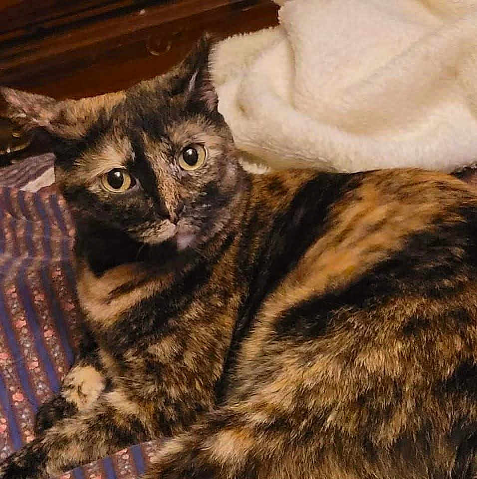 Sybil