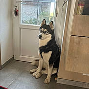 Laika a rejoint le concours — aidez-le/la à gagner de superbes lots ! dog, siberian_husky, blue_eyes, indoor, door, kitchen, tile_floor, pet, animal, black_and_white, sitting, leash, harness, window, natural_light, corner, fur, looking_away, domestic, quiet