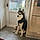 Laika