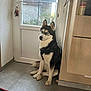 dog, siberian_husky, blue_eyes, indoor, door, kitchen, tile_floor, pet, animal, black_and_white, sitting, leash, harness, window, natural_light, corner, fur, looking_away, domestic, quiet