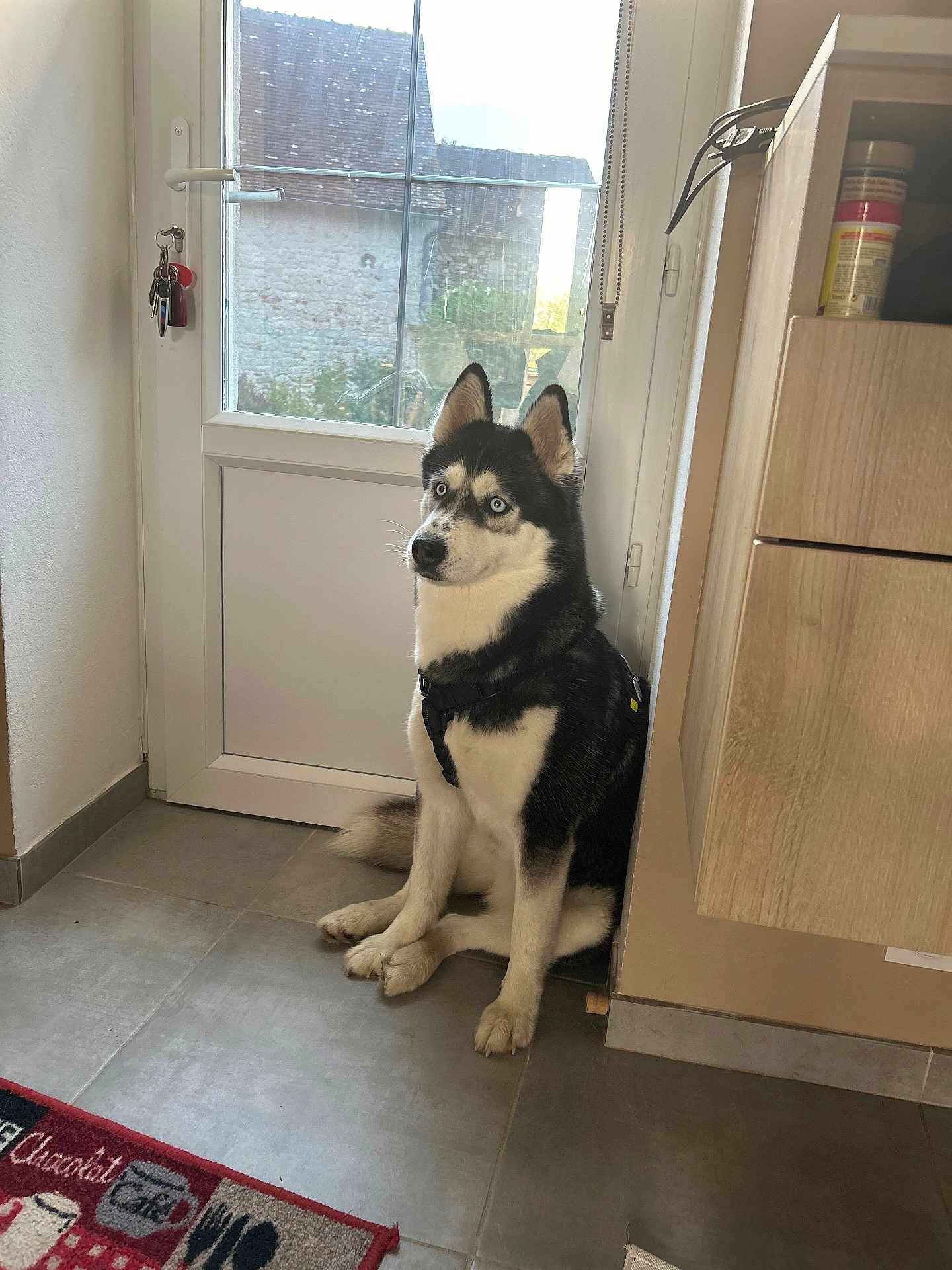Laika a rejoint le concours — aidez-le/la à gagner de superbes lots ! dog, siberian_husky, blue_eyes, indoor, door, kitchen, tile_floor, pet, animal, black_and_white, sitting, leash, harness, window, natural_light, corner, fur, looking_away, domestic, quiet
