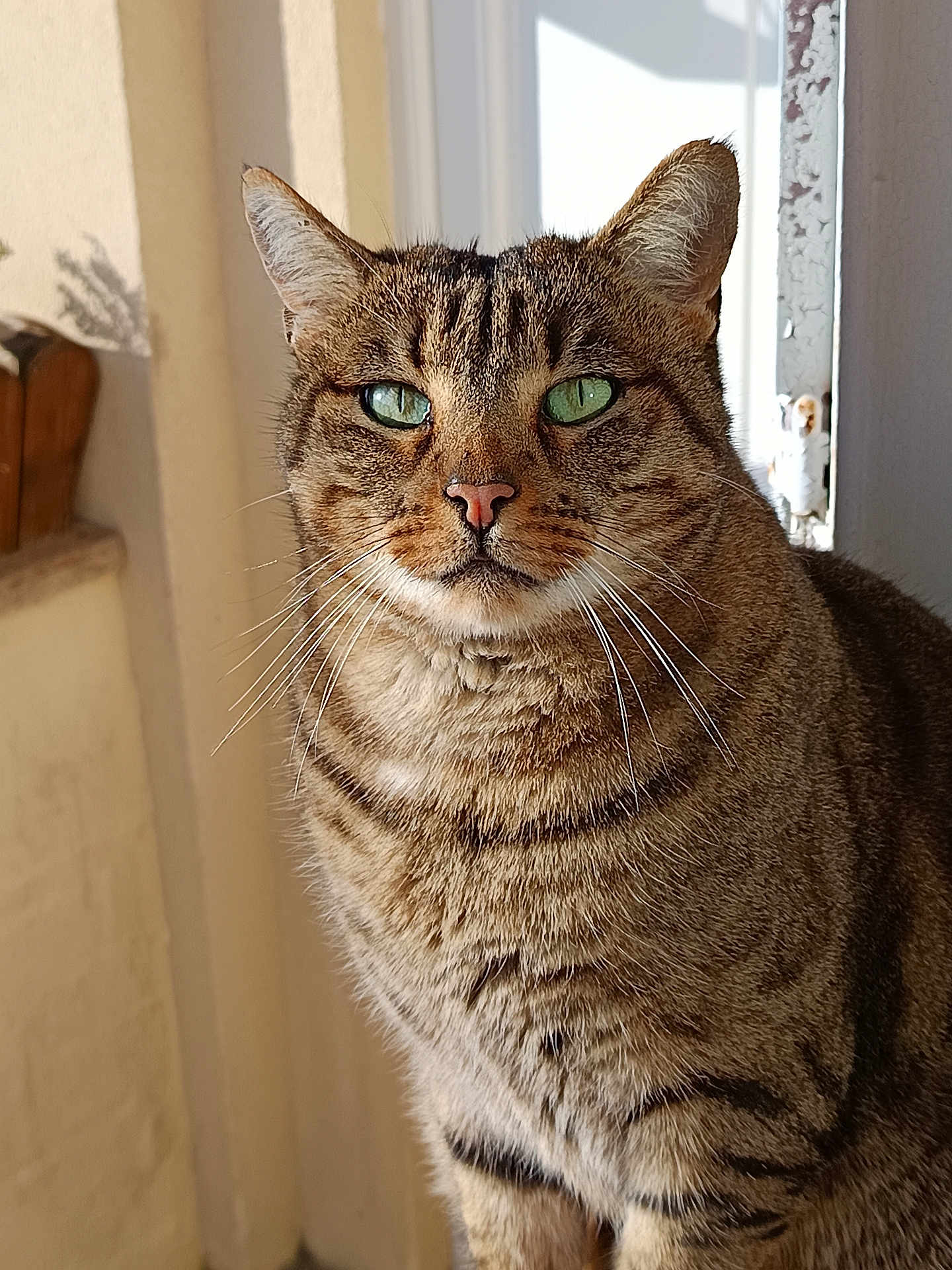 Pastis a rejoint le concours — aidez-le/la à gagner de superbes lots ! cat, tabby, green_eyes, whiskers, fur, indoor, window, sunlight, portrait, animal, pet, feline, closeup, cute, domestic_cat, mammal, face, ears, expression, natural_light