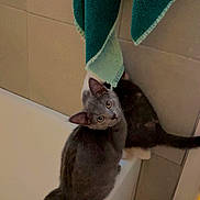 Lola joined the competition — help win amazing prizes! cat, gray_cat, bathtub, bathroom, towel, curious, pet, animal, indoor, tile_wall, floor_mat, looking_up, feline, domestic_cat, fur, whiskers, ears, tail, sitting, edge