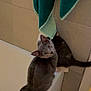 cat, gray_cat, bathtub, bathroom, towel, curious, pet, animal, indoor, tile_wall, floor_mat, looking_up, feline, domestic_cat, fur, whiskers, ears, tail, sitting, edge
