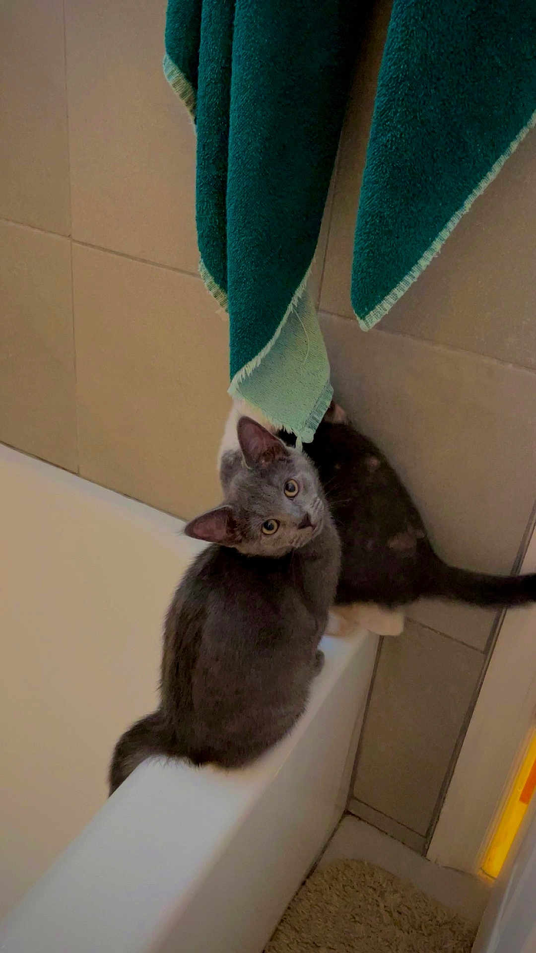 Lola joined the competition — help win amazing prizes! cat, gray_cat, bathtub, bathroom, towel, curious, pet, animal, indoor, tile_wall, floor_mat, looking_up, feline, domestic_cat, fur, whiskers, ears, tail, sitting, edge