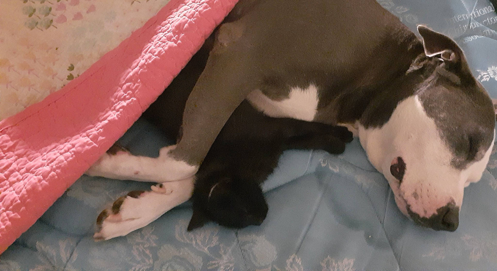 Blackrose Tigger Kitty