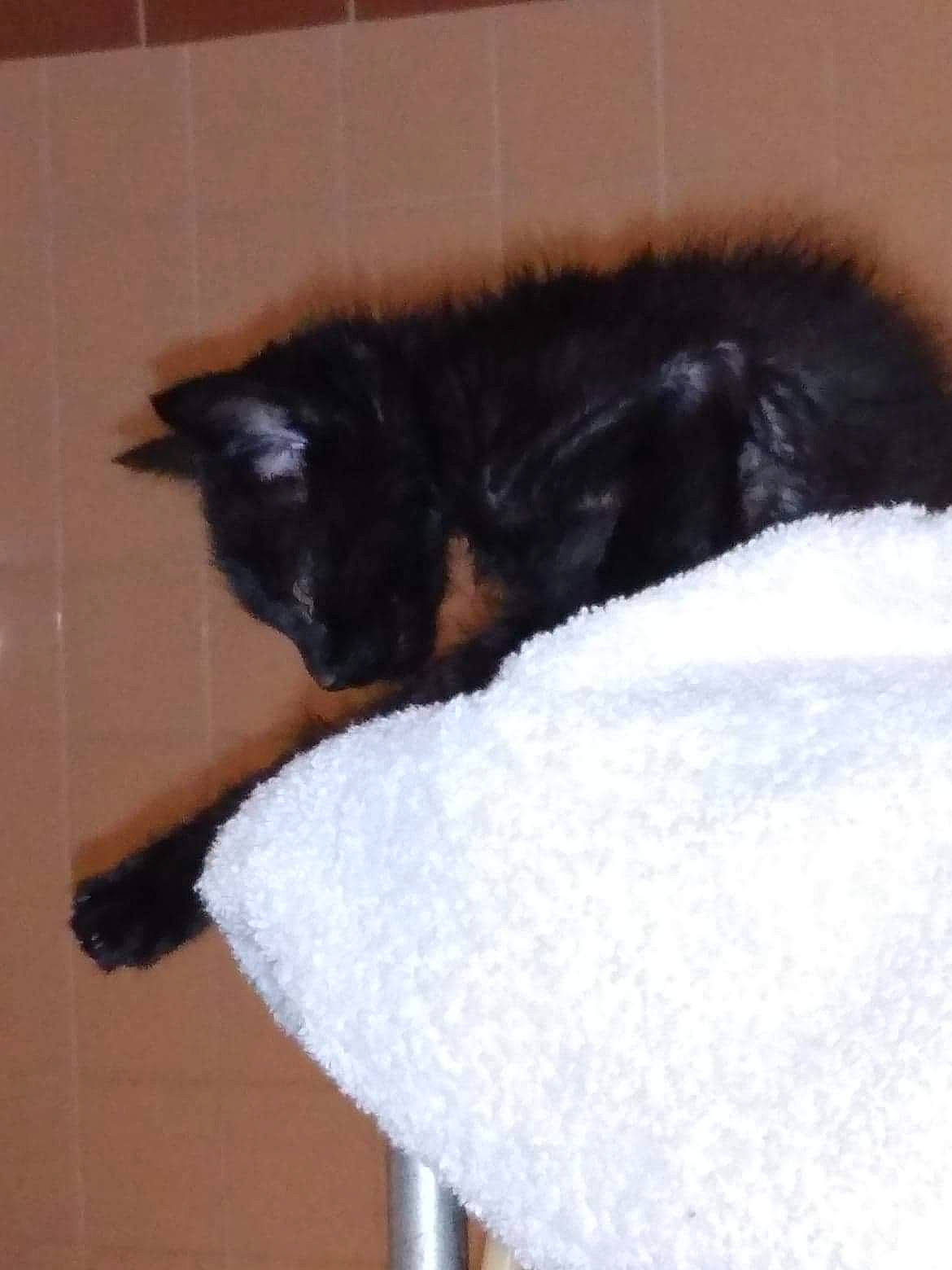 Blackrose Tigger Kitty joined the competition — help win amazing prizes! black, black_cat, carnivore, cat, cat_bed, cat_supply, costume_accessory, felidae, fur, natural_material, small_to_medium_sized_cats, snow, tail, vertebrate, whiskers