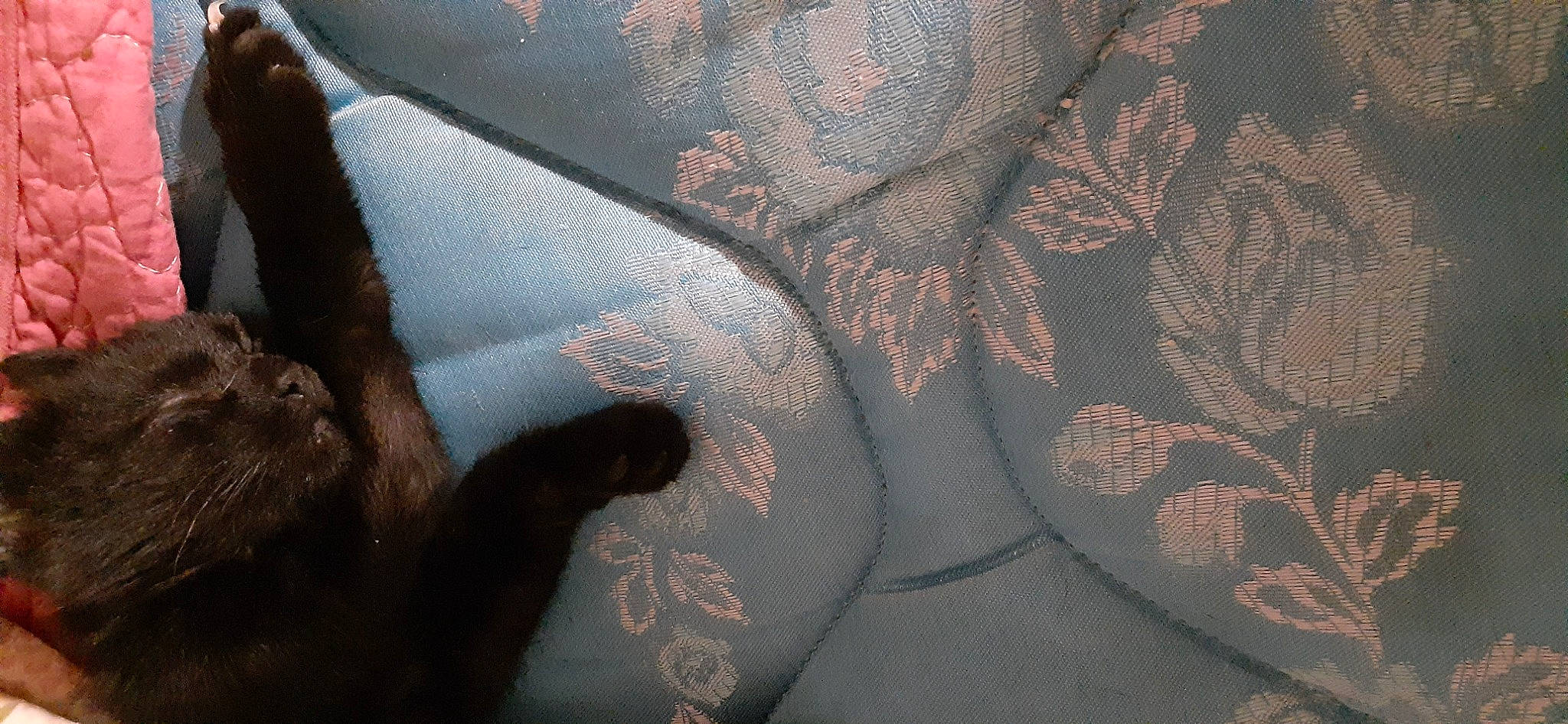 Blackrose Tigger Kitty joined the competition — help win amazing prizes! art_paint, fractal_art, liver, painting, pattern, visual_arts