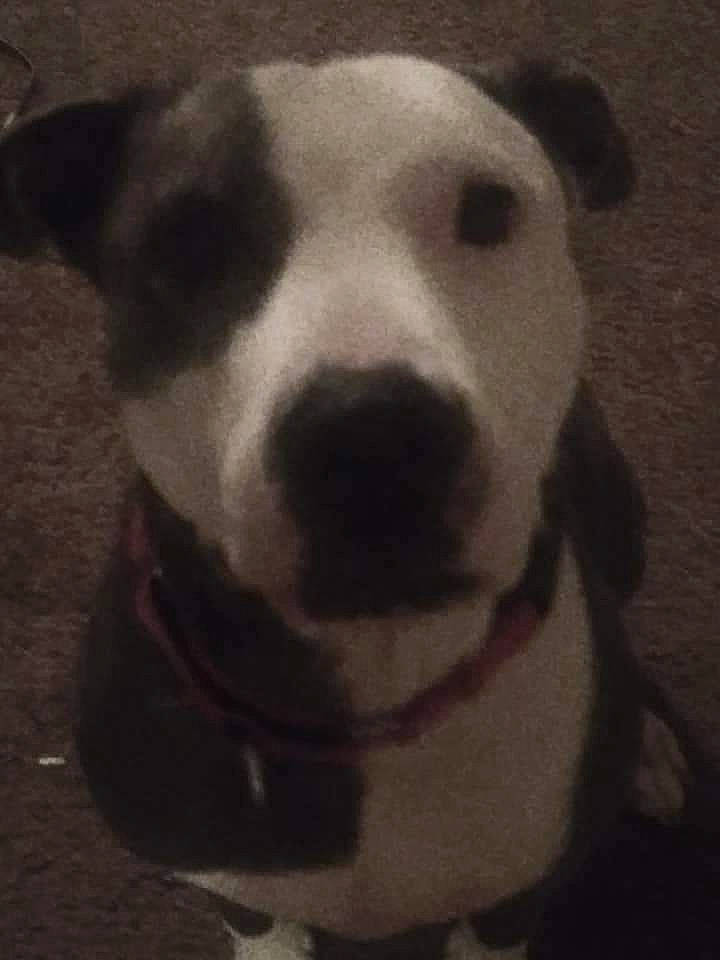 Micah joined the competition — help win amazing prizes! ancient_dog_breeds, black, canidae, carnivore, collar, companion_dog, dog, dog_breed, dog_collar, mammal, pet_supply, snout, sporting_group, terrestrial_animal, vertebrate, whiskers, white, working_animal, working_dog