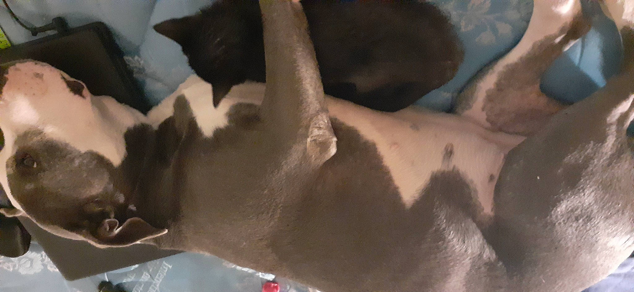 Micah is registered to the contest to win money with this photo: barechested, carnivore, cat, felidae, organism, small_to_medium_sized_cats, snout, terrestrial_animal