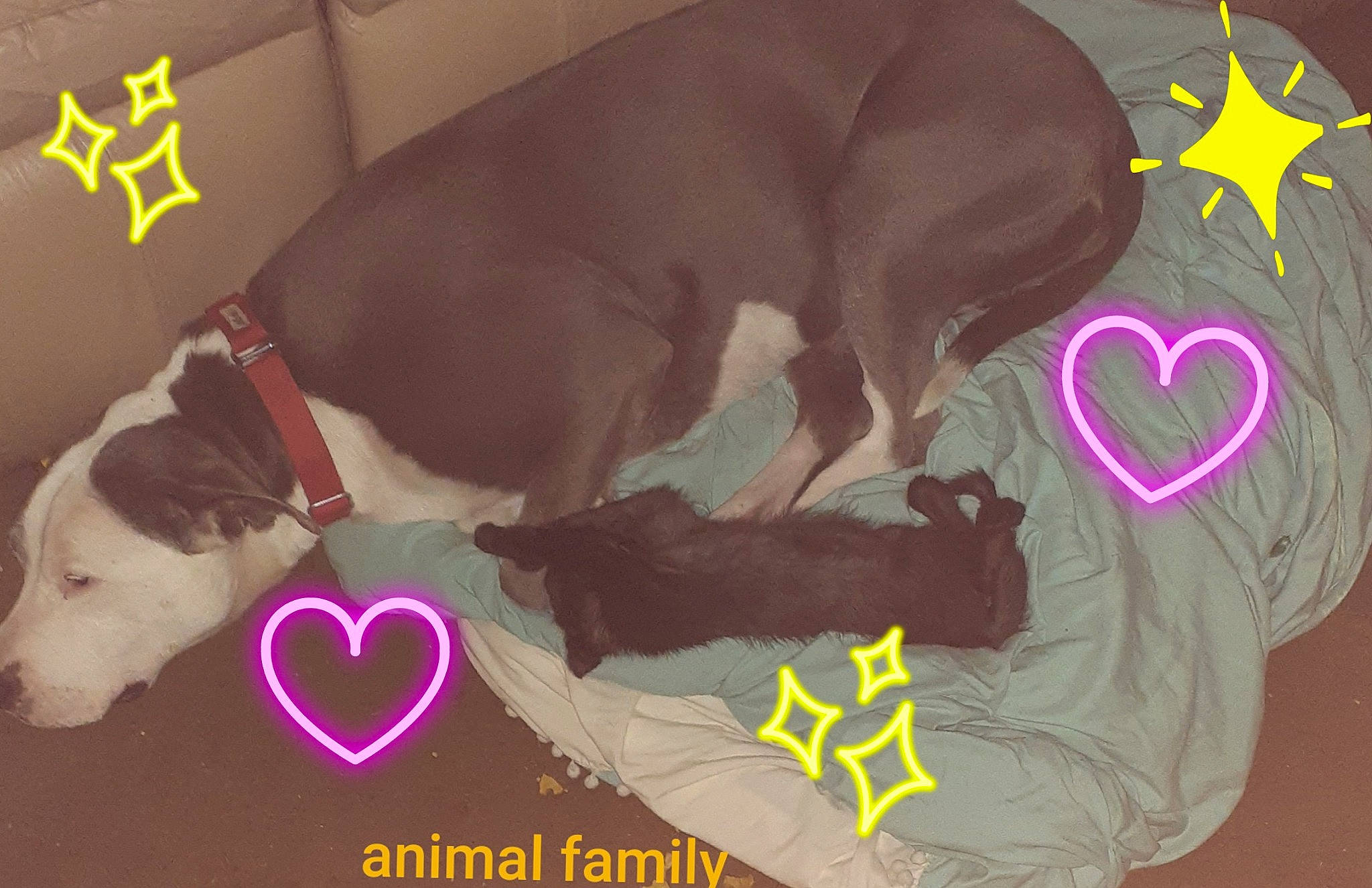 Micah joined the competition — help win amazing prizes! canidae, carnivore, collar, companion_dog, dog, dog_breed, dog_collar, dog_supply, fur, graphics, heart, liver, love, pet_supply, romance, snout, sporting_group, terrestrial_animal, working_animal, working_dog